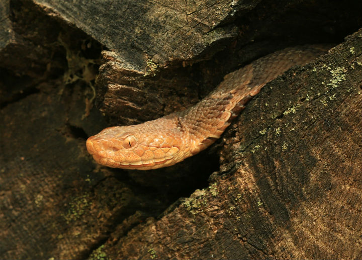 Copperhead